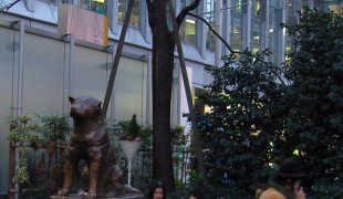 Hachikō the Akita dog statue in Tokyo. Photo by alphacityguides.