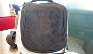 Photo of sleepypod air. 