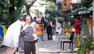 Men at the Bird Garden on Yuen Po Street, Hong Kong. Photo by alphacityguides.