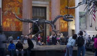 Dinosaur skeletons at American Museum Natural History. Photo by alphacityguides.