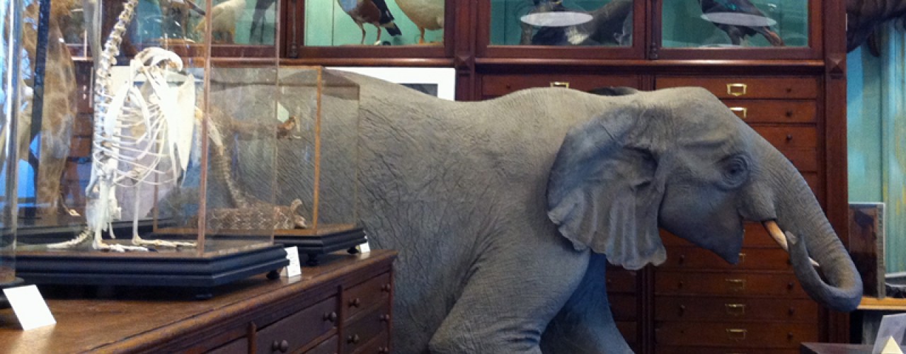 Taxidermy inside Deyrolle in Paris. Photo by alphacityguides.