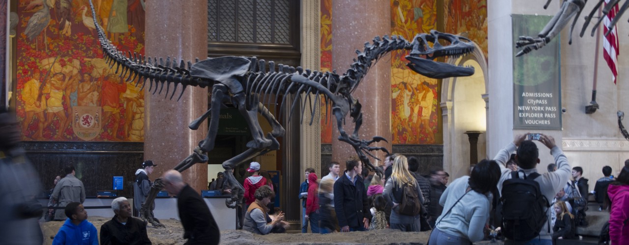Dinosaur skeletons at American Museum Natural History. Photo by alphacityguides.
