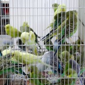 Birds at the Bird Garden on Yuen Po Street in Hong Kong. Photo by alphacityguides.