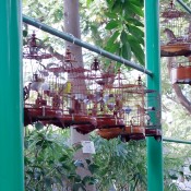 Caged songbirds at the Bird Garden on Yuen Po Street in Hong Kong. Photo by alphacityguides.