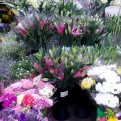 Flowers at the Flower Market in Hong Kong. Photo by alphacityguides.