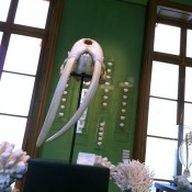 Bones inside Deyrolle in Paris. Photo by alphacityguides.