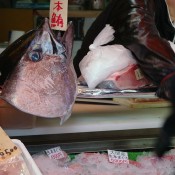 Fish stall at Tsukiji Market in Tokyo. Photo by alphacityguides.