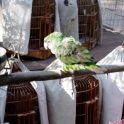 Bird at the Bird Garden on Yuen Po Street in Hong Kong. Photo by alphacityguides.