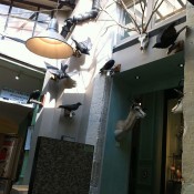 Taxidermy inside Deyrolle in Paris. Photo by alphacityguides.