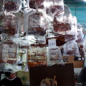 Bird Cages at the Bird Garden on Yuen Po Street in Hong Kong. Photo by alphacityguides.