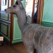 Taxidermy inside Deyrolle in Paris. Photo by alphacityguides.