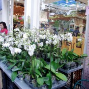 Flowers at the Flower Market in Hong Kong. Photo by alphacityguides.