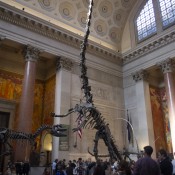 Dinosaur skeletons at American Museum Natural History. Photo by alphacityguides.