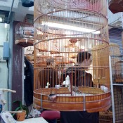 Caged songbirds at the Bird Garden on Yuen Po Street in Hong Kong. Photo by alphacityguides.