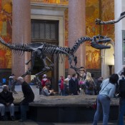 Natural History Museum in New York City. Photo by alphacityguides.