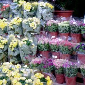 Flowers at the Flower Market in Hong Kong. Photo by alphacityguides.