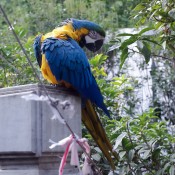 Parrot at the Bird Garden on Yuen Po Street in Hong Kong. Photo by alphacityguides.