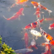 Fish pond in Sensoji Temple garden in Tokyo. Photo by alphacityguides.